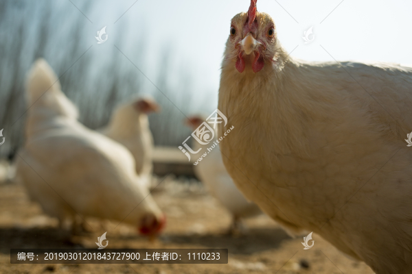 散養(yǎng)雞