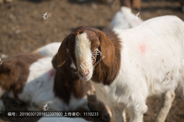 山羊