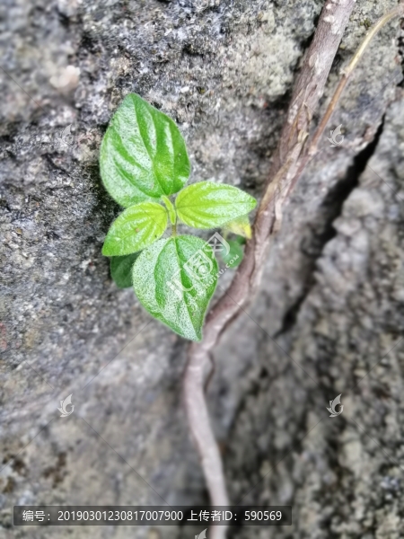 石澗小草