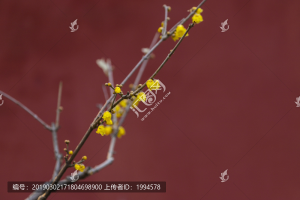 臘梅