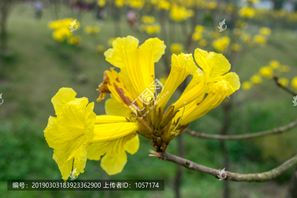 黃花風(fēng)鈴