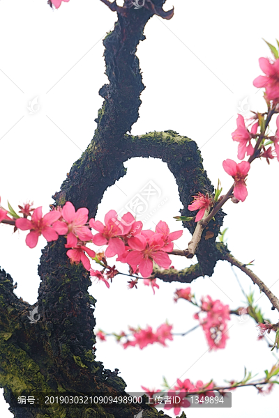 桃花