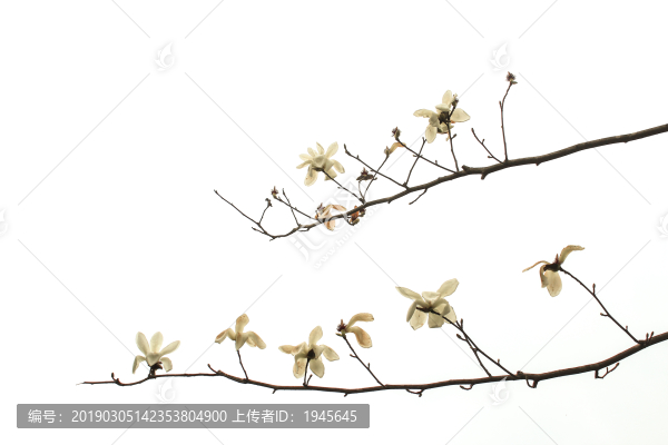 玉蘭