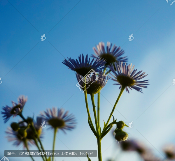 雛菊