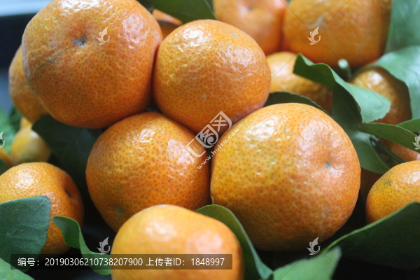 砂糖橘