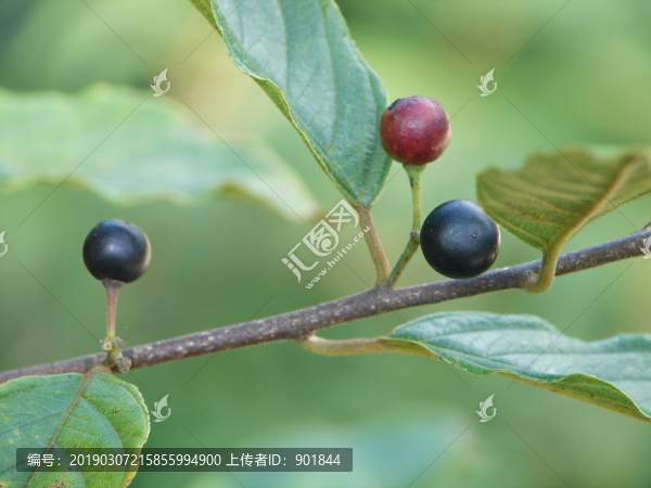 鼠李科植物長葉凍綠