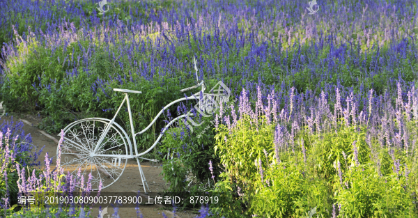 熏衣草花園