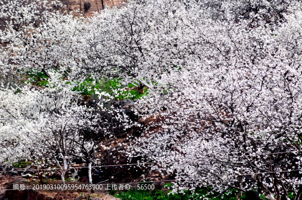 櫻桃花開