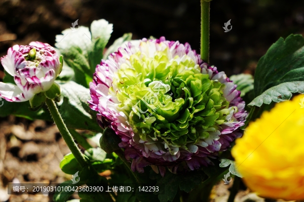 芹葉牡丹