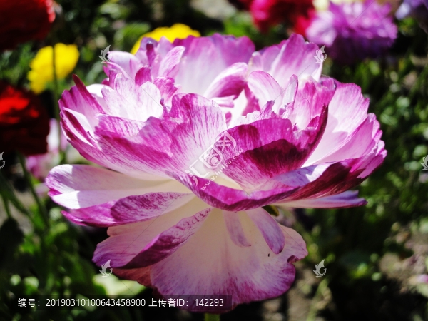 芹葉牡丹