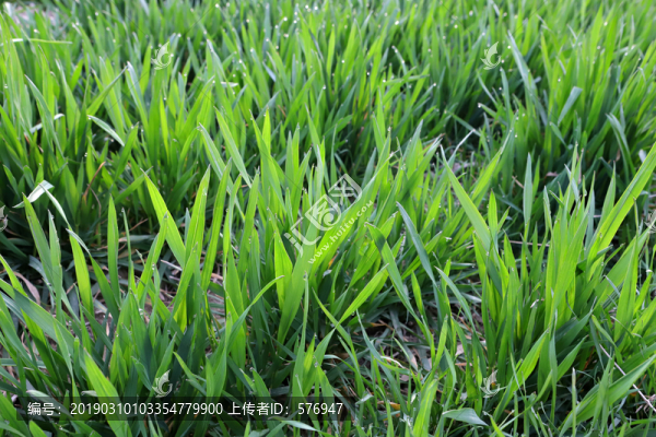 小麥