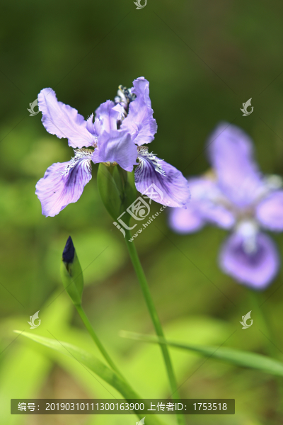 鳶尾花