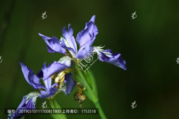 鳶尾花