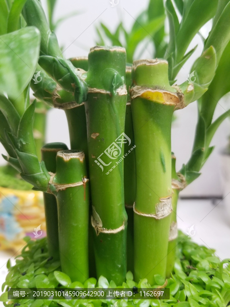 竹子盆栽