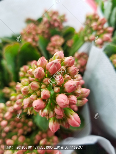 花蕊
