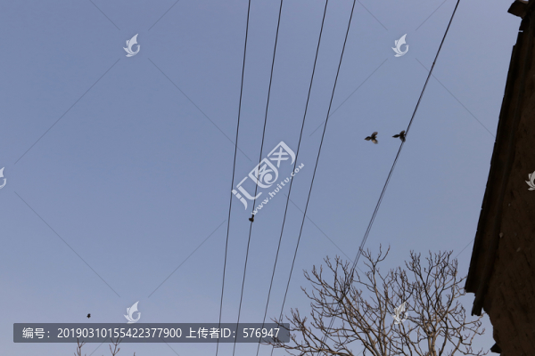 喜鵲