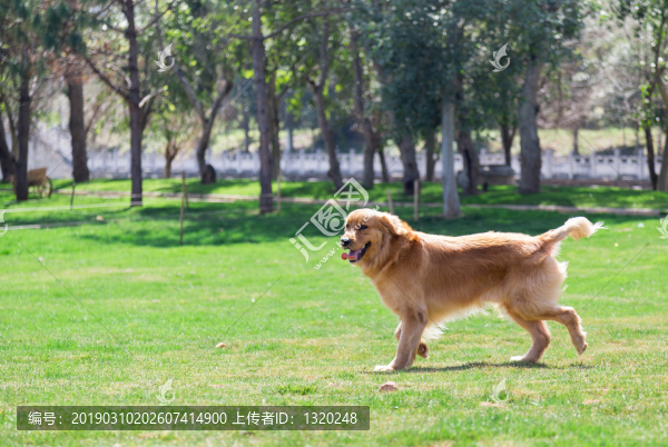 狗