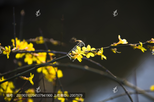 迎春花開