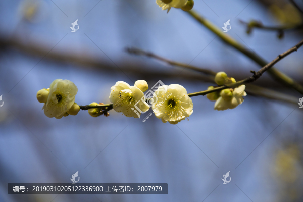 春來(lái)了