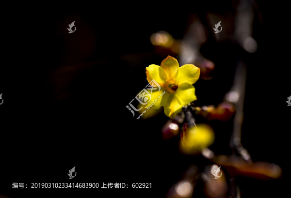 春花