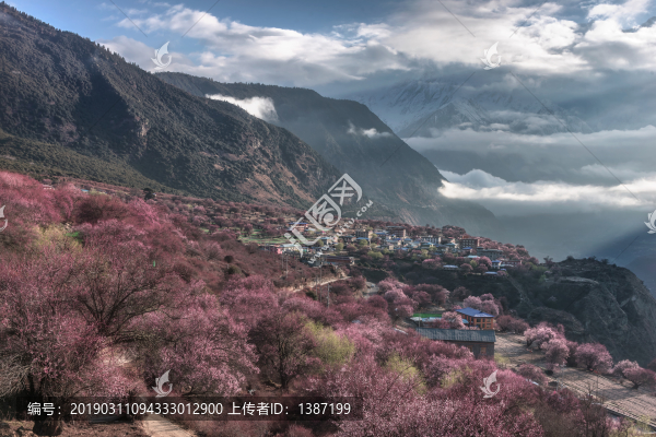 林芝雅魯藏布大峽谷索松村桃花