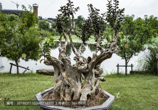 樹樁盆景3