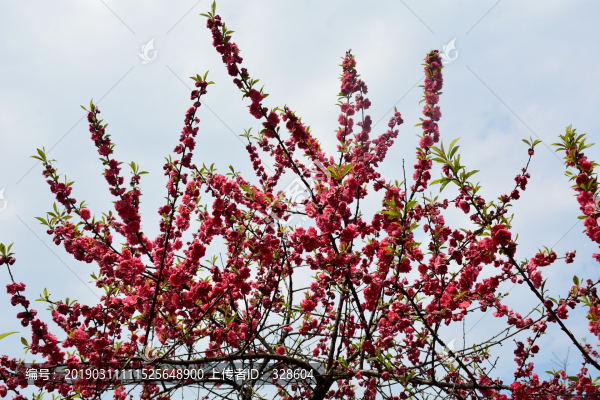 桃花桃樹
