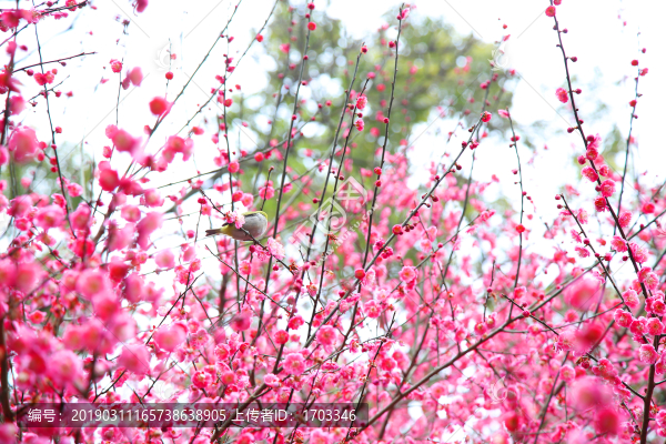 梅花