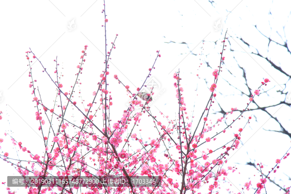 梅花