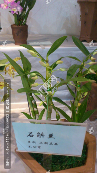 花卉