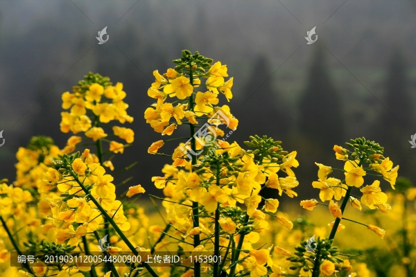 油菜花