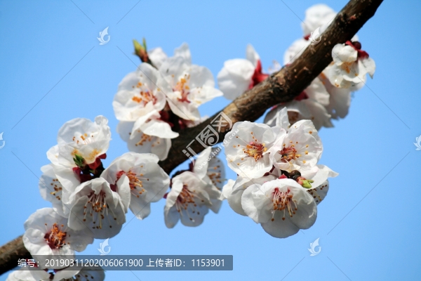 杏花