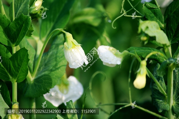 豌豆花