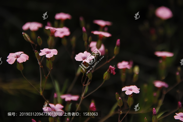 王不留行