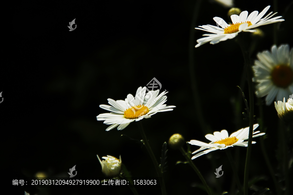 菊