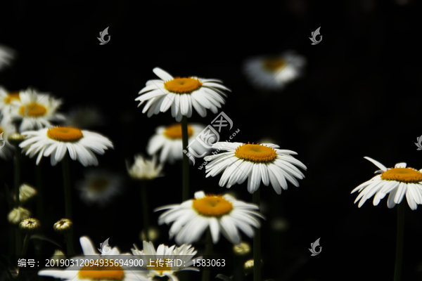 大濱菊