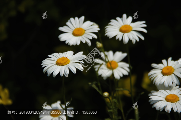 白菊