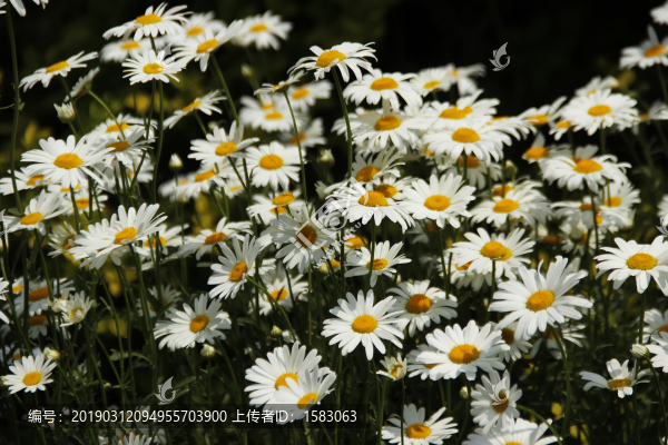 大濱菊