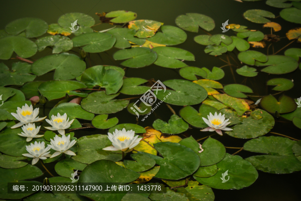 睡蓮