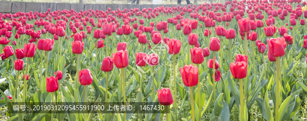 郁金香