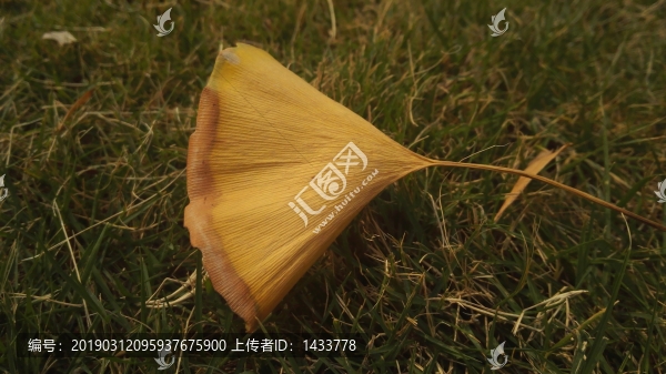 落葉