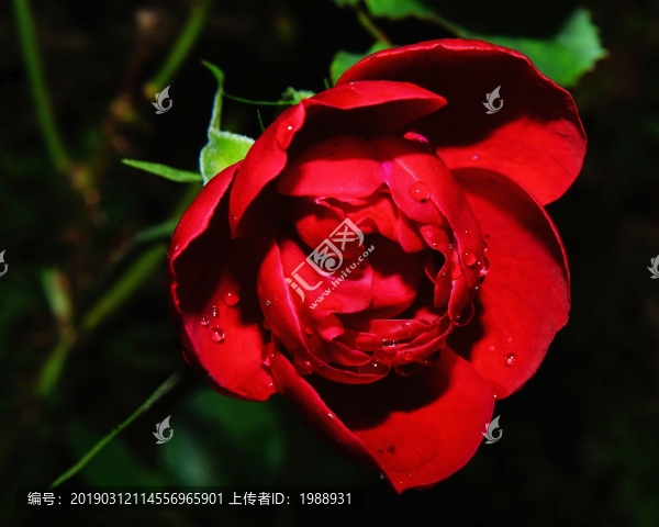 玫瑰花