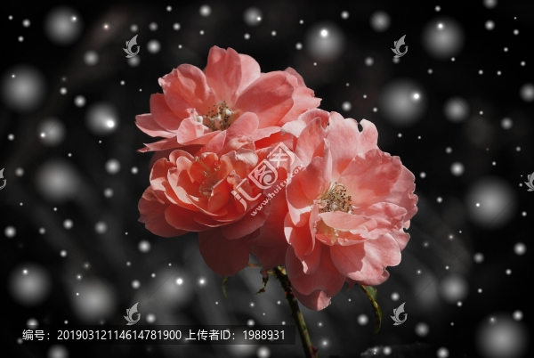 玫瑰花
