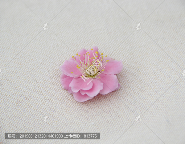 粉色梅