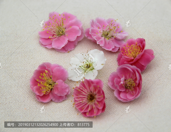 梅花花團