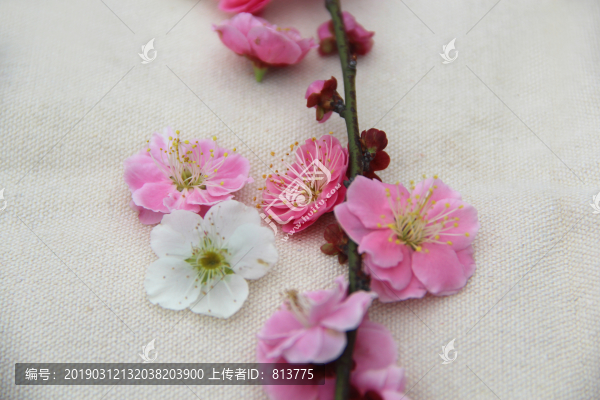 特寫梅花