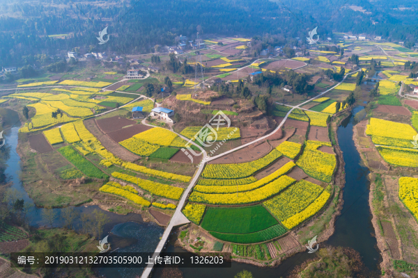 2019鳳來鎮(zhèn)菜花