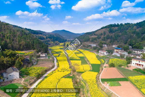 2019鳳來鎮(zhèn)菜花