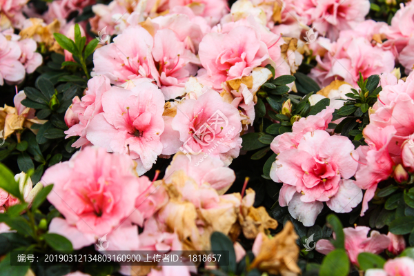 杜鵑花