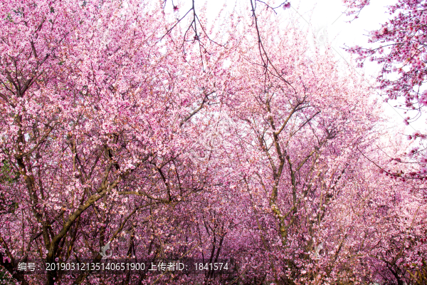 桃花林